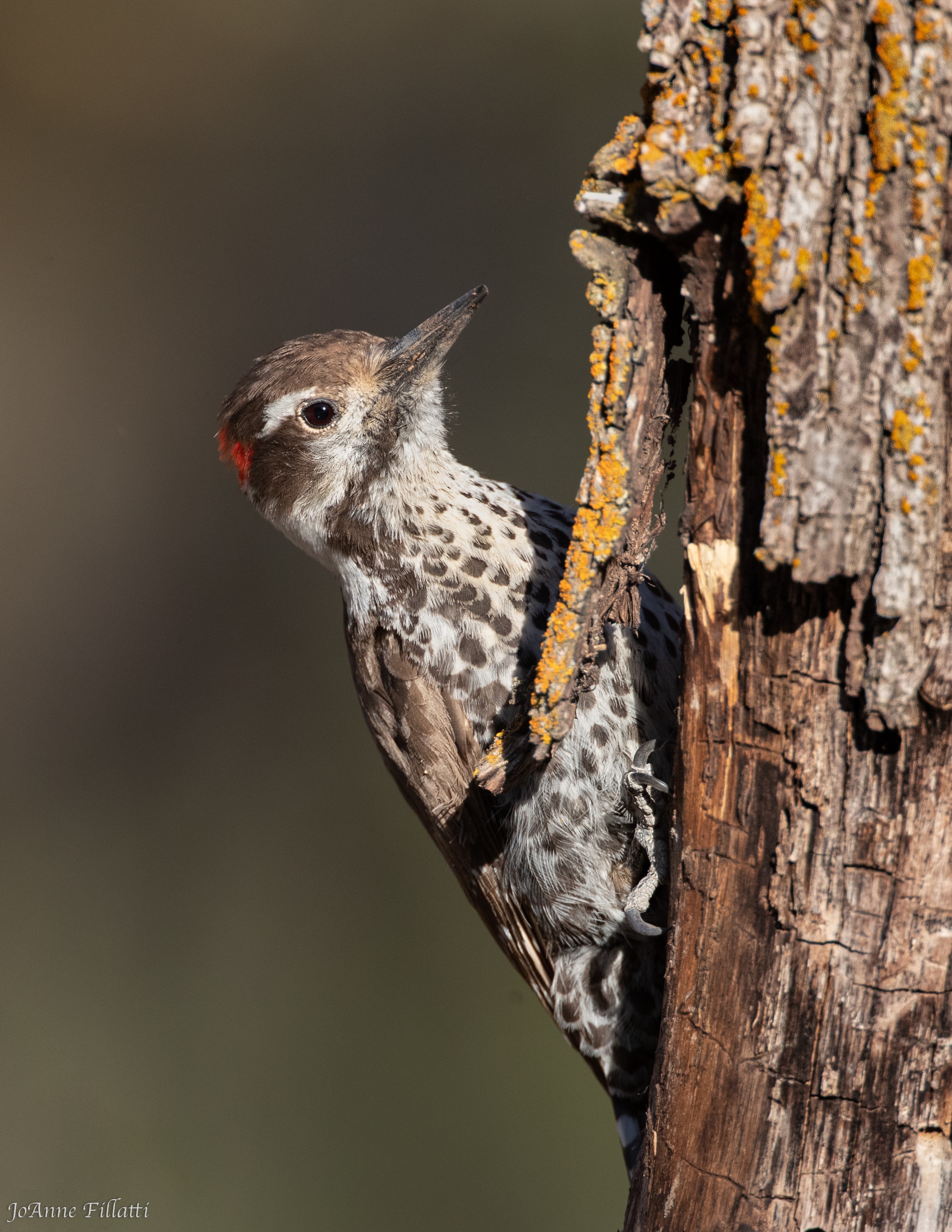 bird of arizona image 18